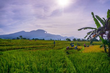 Kuzey Bengkulu 'daki Endonezya güzelliği çeltik tarlaları. Endonezya' nın dağları ve tropikal ormanlarının doğal sabah manzarası.