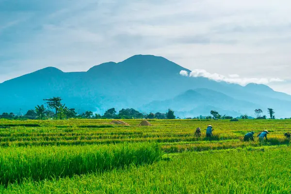 Kuzey Bengkulu 'daki Endonezya güzelliği çeltik tarlaları. Endonezya' nın dağları ve tropikal ormanlarının doğal sabah manzarası.