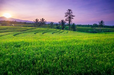 Kuzey Bengkulu 'daki Endonezya güzelliği çeltik tarlaları. Endonezya' nın dağları ve tropikal ormanlarının doğal sabah manzarası.