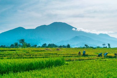 Kuzey Bengkulu 'daki Endonezya güzelliği çeltik tarlaları. Endonezya' nın dağları ve tropikal ormanlarının doğal sabah manzarası.
