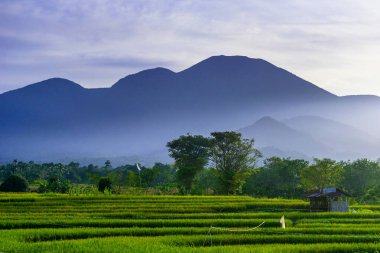 Kuzey Bengkulu 'daki Endonezya güzelliği çeltik tarlaları. Endonezya' nın dağları ve tropikal ormanlarının doğal sabah manzarası.