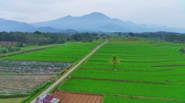 Endonezya 'nın güzel sabah manzarası. Güzellik rengi ve gökyüzü doğal ışıklarıyla Panorama manzara çeltik tarlaları
