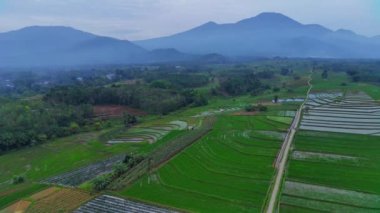 Endonezya 'nın güzel sabah manzarası. Güzellik rengi ve gökyüzü doğal ışıklarıyla Panorama manzara çeltik tarlaları