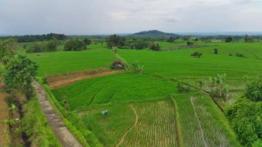 Endonezya 'nın güzel sabah manzarası. Güzellik rengi ve gökyüzü doğal ışıklarıyla Panorama manzara çeltik tarlaları