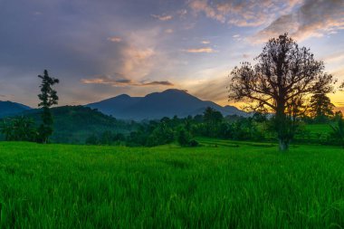 Kuzey Bengkulu 'daki Endonezya güzelliği çeltik tarlaları. Endonezya' nın dağları ve tropikal ormanlarının doğal sabah manzarası.