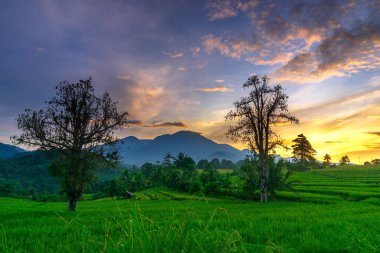 Kuzey Bengkulu 'daki Endonezya güzelliği çeltik tarlaları. Endonezya' nın dağları ve tropikal ormanlarının doğal sabah manzarası.