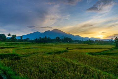 Kuzey Bengkulu 'daki Endonezya güzelliği çeltik tarlaları. Endonezya' nın dağları ve tropikal ormanlarının doğal sabah manzarası.