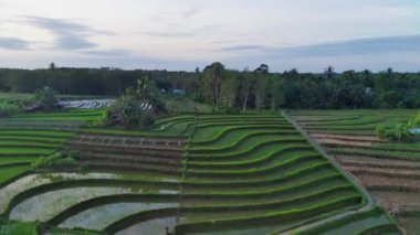 Endonezya 'nın güzel sabah manzarası. Güzellik rengi ve gökyüzü doğal ışıklarıyla Panorama manzara çeltik tarlaları