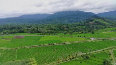Endonezya 'nın güzel sabah manzarası. Güzellik rengi ve gökyüzü doğal ışıklarıyla Panorama manzara çeltik tarlaları