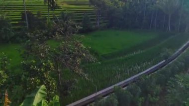 Endonezya 'nın güzel sabah manzarası. Güzellik rengi ve gökyüzü doğal ışıklarıyla Panorama manzara çeltik tarlaları