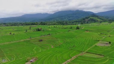 Endonezya 'nın güzel sabah manzarası. Güzellik rengi ve gökyüzü doğal ışıklarıyla Panorama manzara çeltik tarlaları