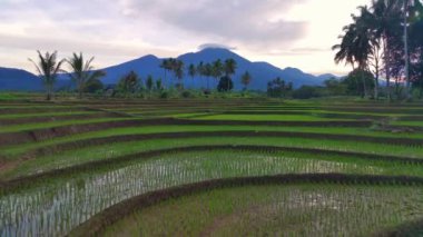 Endonezya 'nın güzel sabah manzarası. Güzellik rengi ve gökyüzü doğal ışıklarıyla Panorama manzara çeltik tarlaları