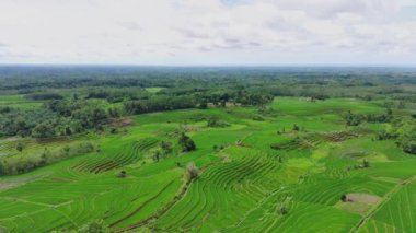 Endonezya 'nın güzel sabah manzarası. Güzellik rengi ve gökyüzü doğal ışıklarıyla Panorama manzara çeltik tarlaları