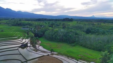 beautiful morning view indonesia panorama landscape paddy fields with beauty color and sky natural light