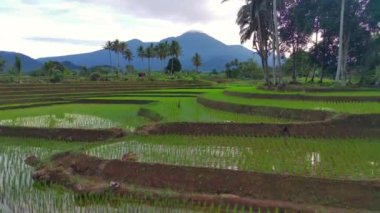 beautiful morning view indonesia panorama landscape paddy fields with beauty color and sky natural light