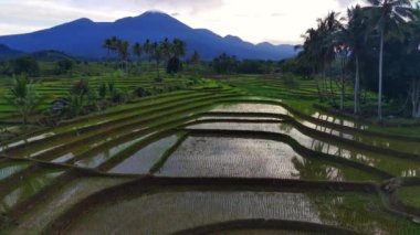 beautiful morning view indonesia panorama landscape paddy fields with beauty color and sky natural light