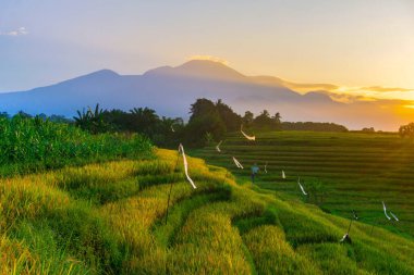 Kuzey Bengkulu 'daki Endonezya güzelliği çeltik tarlaları. Endonezya' nın dağları ve tropikal ormanlarının doğal sabah manzarası.
