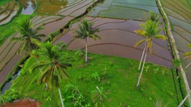Endonezya 'nın güzel sabah manzarası. Güzellik rengi ve gökyüzü doğal ışıklarıyla Panorama manzara çeltik tarlaları