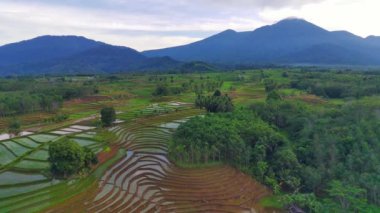Endonezya 'nın güzel sabah manzarası. Güzellik rengi ve gökyüzü doğal ışıklarıyla Panorama manzara çeltik tarlaları