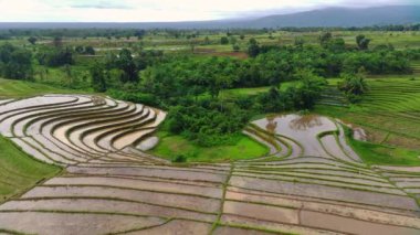 Endonezya 'nın güzel sabah manzarası. Güzellik rengi ve gökyüzü doğal ışıklarıyla Panorama manzara çeltik tarlaları