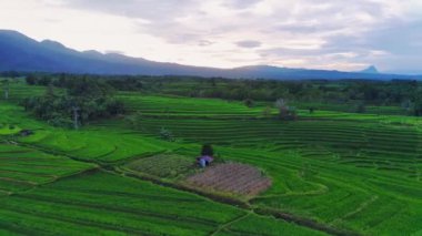 Endonezya 'nın güzel sabah manzarası. Güzellik rengi ve gökyüzü doğal ışıklarıyla Panorama manzara çeltik tarlaları