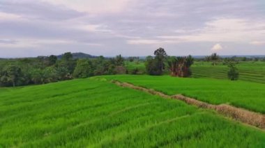 Endonezya 'nın güzel sabah manzarası. Güzellik rengi ve gökyüzü doğal ışıklarıyla Panorama manzara çeltik tarlaları