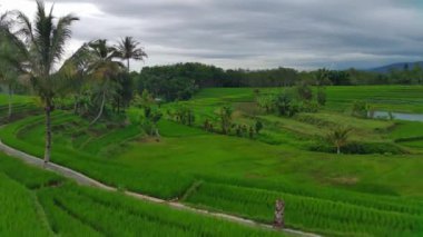 Endonezya 'nın güzel sabah manzarası. Güzellik rengi ve gökyüzü doğal ışıklarıyla Panorama manzara çeltik tarlaları
