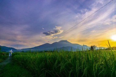 Kuzey Bengkulu 'daki Endonezya güzelliği çeltik tarlaları. Endonezya' nın dağları ve tropikal ormanlarının doğal sabah manzarası.
