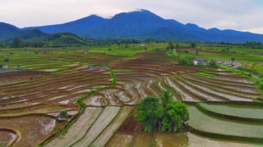 Endonezya 'nın güzel sabah manzarası. Güzellik rengi ve gökyüzü doğal ışıklarıyla Panorama manzara çeltik tarlaları