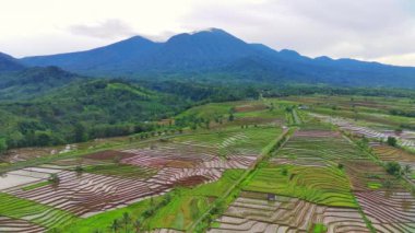 Endonezya 'nın güzel sabah manzarası. Güzellik rengi ve gökyüzü doğal ışıklarıyla Panorama manzara çeltik tarlaları