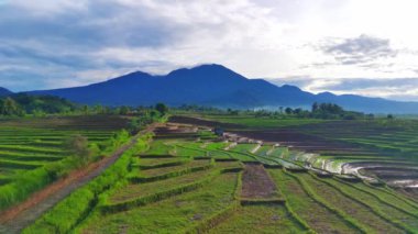 Endonezya 'nın güzel sabah manzarası. Güzellik rengi ve gökyüzü doğal ışıklarıyla Panorama manzara çeltik tarlaları
