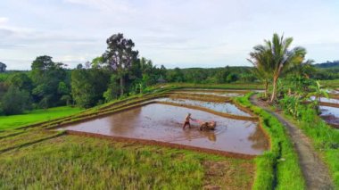 Endonezya 'nın güzel sabah manzarası. Güzellik rengi ve gökyüzü doğal ışıklarıyla Panorama manzara çeltik tarlaları