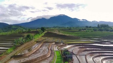 Endonezya 'nın güzel sabah manzarası. Güzellik rengi ve gökyüzü doğal ışıklarıyla Panorama manzara çeltik tarlaları