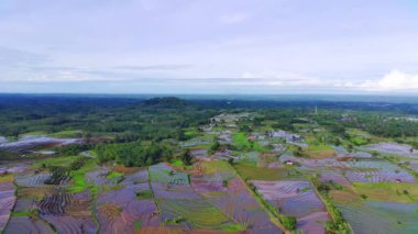 Endonezya 'nın güzel sabah manzarası. Güzellik rengi ve gökyüzü doğal ışıklarıyla Panorama manzara çeltik tarlaları