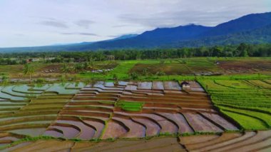 Endonezya 'nın güzel sabah manzarası. Güzellik rengi ve gökyüzü doğal ışıklarıyla Panorama manzara çeltik tarlaları