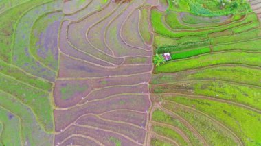 beautiful morning view indonesia panorama landscape paddy fields with beauty color and sky natural light