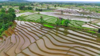 beautiful morning view indonesia panorama landscape paddy fields with beauty color and sky natural light