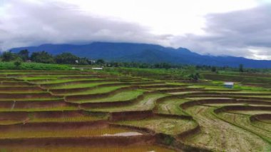 beautiful morning view indonesia panorama landscape paddy fields with beauty color and sky natural light