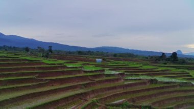 beautiful morning view indonesia panorama landscape paddy fields with beauty color and sky natural light