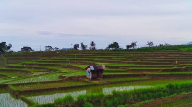 beautiful morning view indonesia panorama landscape paddy fields with beauty color and sky natural light