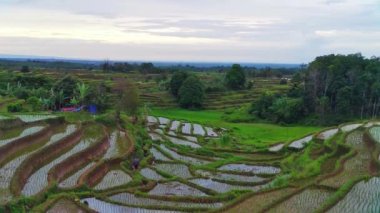 beautiful morning view indonesia panorama landscape paddy fields with beauty color and sky natural light