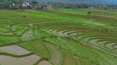 beautiful morning view indonesia panorama landscape paddy fields with beauty color and sky natural light