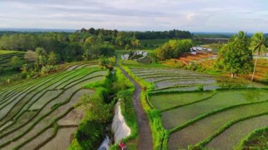 beautiful morning view indonesia panorama landscape paddy fields with beauty color and sky natural light