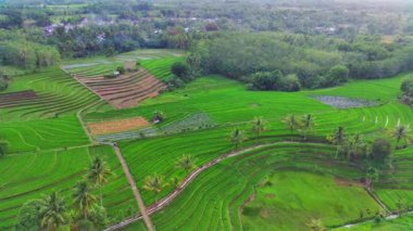 beautiful morning view indonesia panorama landscape paddy fields with beauty color and sky natural light