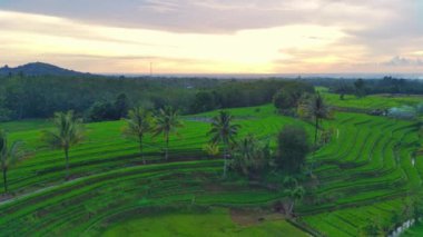 beautiful morning view indonesia panorama landscape paddy fields with beauty color and sky natural light