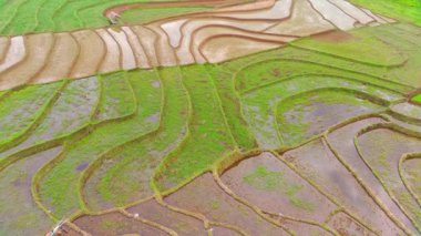 beautiful morning view indonesia panorama landscape paddy fields with beauty color and sky natural light