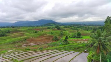 beautiful morning view indonesia panorama landscape paddy fields with beauty color and sky natural light
