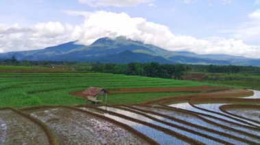 beautiful morning view indonesia panorama landscape paddy fields with beauty color and sky natural light