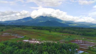 beautiful morning view indonesia panorama landscape paddy fields with beauty color and sky natural light