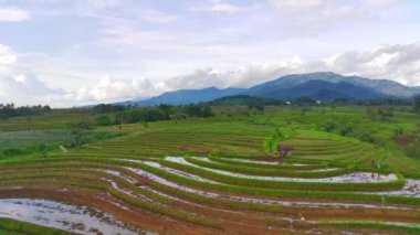 beautiful morning view indonesia panorama landscape paddy fields with beauty color and sky natural light